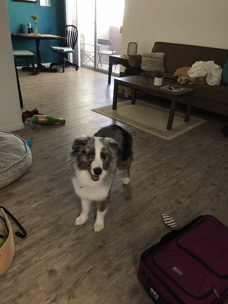 PAW WASH Updated September 2024 6110 N Mesa St, El Paso, Texas