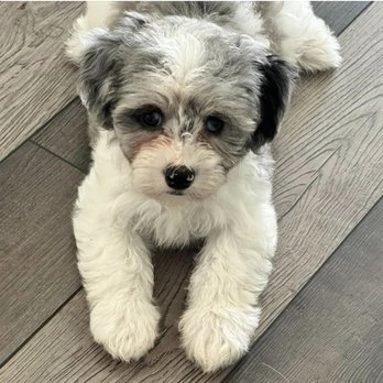 Coastal Havapoo Cavapoo Puppies - Pet Breeders Near Me - Supply, North Carolina Coastal Havapoo Cavapoo Puppies - Pet Breeders Near Me - Supply, North Carolina