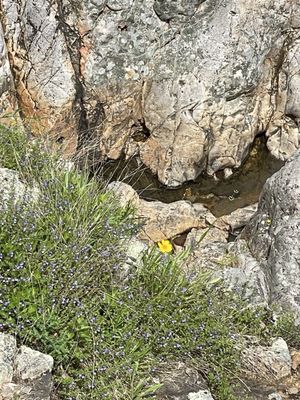 Johnson's Shut-Ins State Park by null