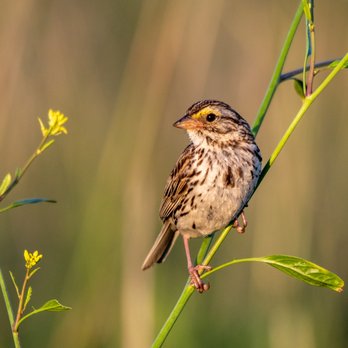 Fort Sheridan Forest Preserve - A Savanna Sparrow in the early evening sitting sun. - Parks Near Me - Lake Forest, Illinois Fort Sheridan Forest Preserve - A Savanna Sparrow in the early evening sitting sun. - Parks Near Me - Lake Forest, Illinois