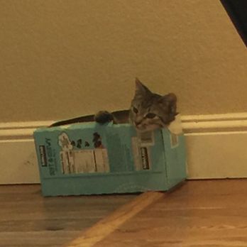 Joybound - The best toys are the boxes. Milo is about to take a nap. Aka Grape when I adopted him. - Animal Shelters Near Me - Walnut Creek, California