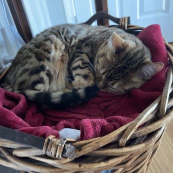 Bellas Bengals - Khaleesi girl - Pet Breeders Near Me