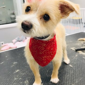 Puppy Pampering Pet Spa - Lucy after Li doing her magic.... Always thankful for being gentle and sweet to Lilys Best Friend... - Pet Groomers Near Me - Rancho Cucamonga, California