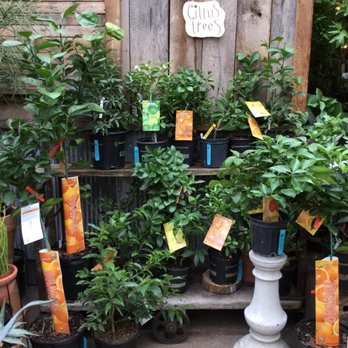 Flowers & Weeds - Citrus trees - Florists Near Me - Saint Louis, Missouri Flowers & Weeds - Citrus trees - Florists Near Me - Saint Louis, Missouri
