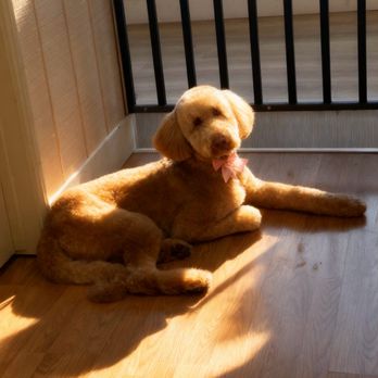 DOGG Grooming - Pet Groomers Near Me - Glendale, California
