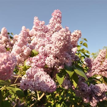 Sterling Tree & Lawn Service - Sterling Tree and Lawn in bloojm - Tree Services Near Me - Speonk, New York Sterling Tree & Lawn Service - Sterling Tree and Lawn in bloojm - Tree Services Near Me - Speonk, New York
