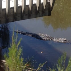 Jungle Erv's Airboat Tours - Alligator at Jungle Erv's