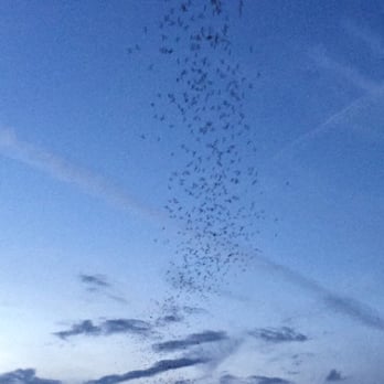 Capital Cruises - Bats flying out - Boat Charters Near Me - Austin, Texas