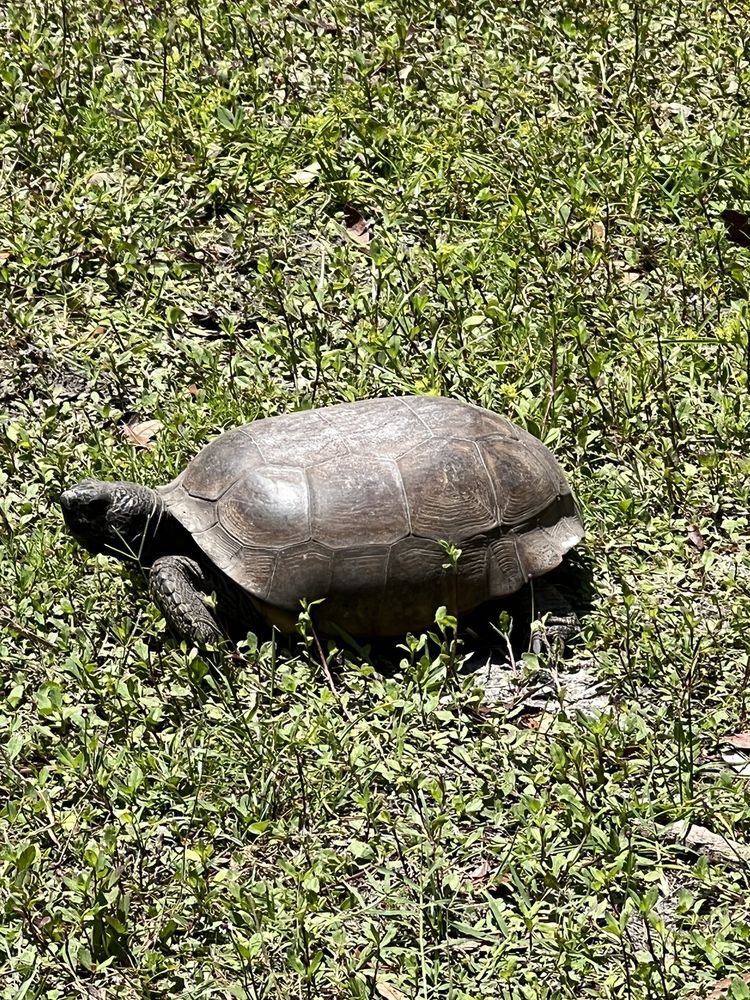 James E. Grey Preserve Image