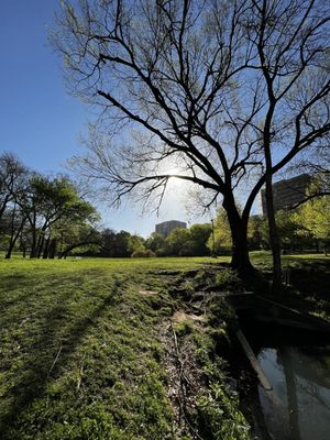 Reverchon Park by null