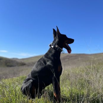 JansK9s - Pet Training Near Me