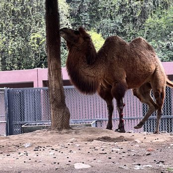Zoológico de Chapultepec - Zoos Near Me - México, D.F., DIF Zoológico de Chapultepec - Zoos Near Me - México, D.F., DIF