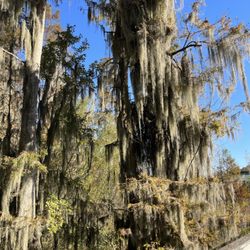 Phinizy Swamp Nature Park - Moss and cypress
