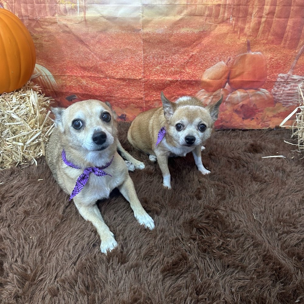Royalty Pet Spa - Halloween - Pet Groomers Near Me - Las Vegas, Nevada Royalty Pet Spa - Halloween - Pet Groomers Near Me - Las Vegas, Nevada