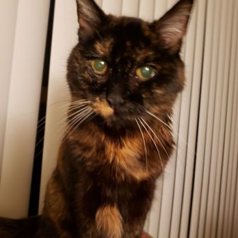 PetSmart - 21 year old pound kitty we have had for 19 years, she has a petsmart history - Pet Stores Near Me - Sacramento, California