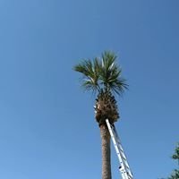 Christopher's Palms And Irrigation - tree service in Savannah, GA
