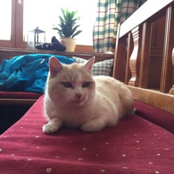 Berggasthaus Walleralm - Die Hauskatze