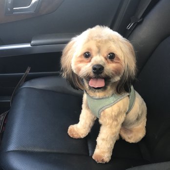 Planet Poochie - He looks so adorable - Pet Groomers Near Me - Raleigh, North Carolina