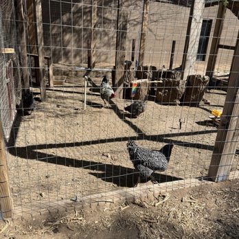 The Farm At South Mountain - Chicken coop - Farms Near Me - Phoenix, Arizona The Farm At South Mountain - Chicken coop - Farms Near Me - Phoenix, Arizona