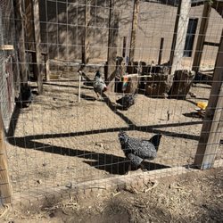 The Farm At South Mountain - Chicken coop