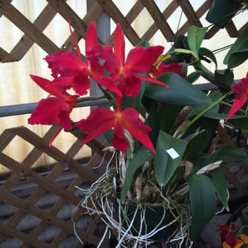 Orchids By Hausermann - Nurseries & Gardening Near Me - Villa Park, Illinois Orchids By Hausermann - Nurseries & Gardening Near Me - Villa Park, Illinois
