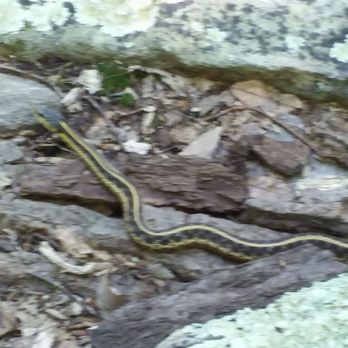 Loudoun Heights Hike - My slithery friend was very quick once he knew he was spotted... Never seen a snake with these markings in VA. - Hiking Near Me Loudoun Heights Hike - My slithery friend was very quick once he knew he was spotted... Never seen a snake with these markings in VA. - Hiking Near Me