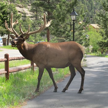 Pine Haven - Elk crossing front of the cabin - Resorts Near Me - Estes Park, Colorado Pine Haven - Elk crossing front of the cabin - Resorts Near Me - Estes Park, Colorado