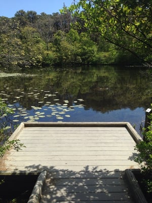 Mass Audubon Wellfleet Bay Wildlife Sanctuary by null