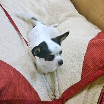 Pets In Need - Took mom & Hilda to the pet store afterwards, and mom just spoiled her. - Animal Shelters Near Me - Redwood City, California