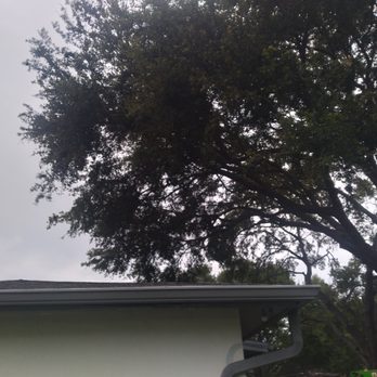 Tree and Palm Service - Trimming back tree for insurance purposes. Insurance was going to discontinue insurance because of the tree hanging over home - Tree Services Near Me - Clearwater, Florida Tree and Palm Service - Trimming back tree for insurance purposes. Insurance was going to discontinue insurance because of the tree hanging over home - Tree Services Near Me - Clearwater, Florida