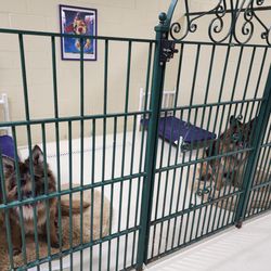 PetSuites Fishers