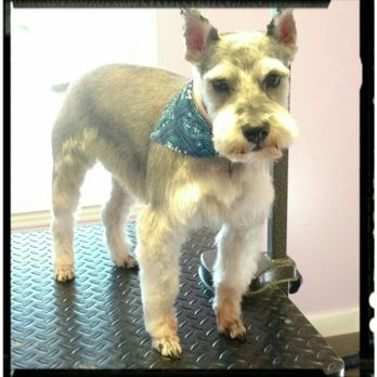 Divine K-9 Pet Grooming - Pet Groomers Near Me - Gastonia, North Carolina Divine K-9 Pet Grooming - Pet Groomers Near Me - Gastonia, North Carolina