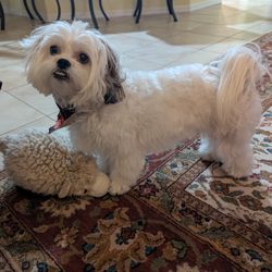 Scruffy to Fluffy Mobile Grooming - We love Scruffy to Fluffy Thank You for your hard work. It's exceptional. Top notch groomer. I know 30 years in the business and now retire