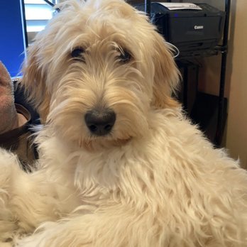 Every Dog’s Day - Maggie Before Grooming - Pet Boarding Near Me - Frisco, Texas