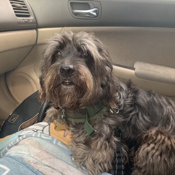 Paws At Main - Oliver - Pet Groomers Near Me - Corona, California Paws At Main - Oliver - Pet Groomers Near Me - Corona, California