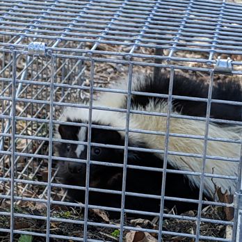 UFO Nuisance Wildlife Control - Skunk in a trap - Wildlife Control Near Me UFO Nuisance Wildlife Control - Skunk in a trap - Wildlife Control Near Me
