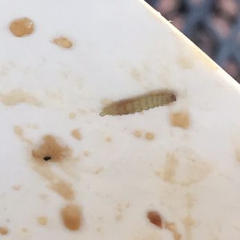 Panda Fresh - MAGGOTS IN FOOD - Chinese Near Me - Moorpark, California