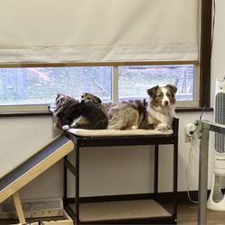 Chubby Puppy Daycare - My dogs hanging out at daycare