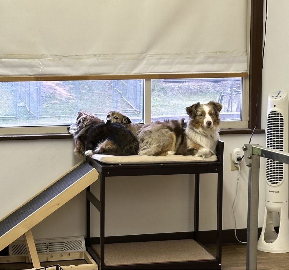 Chubby Puppy Daycare - pet boarding facility in Pittsburgh, PA
