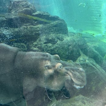 Calgary Zoo Station - Hippo - Metro Stations Near Me - Calgary, Alberta Calgary Zoo Station - Hippo - Metro Stations Near Me - Calgary, Alberta