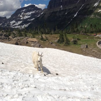 Going-to-the-Sun Road - Goats at Logan Pass near the parking lot! - Parks Near Me - West Glacier, Montana Going-to-the-Sun Road - Goats at Logan Pass near the parking lot! - Parks Near Me - West Glacier, Montana