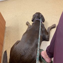 West Shore Animal Hospital - First visit