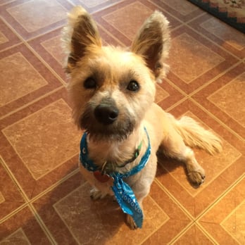 Dee Dee's Dog Spot - Final results! - Pet Groomers Near Me - Ventura, California Dee Dee's Dog Spot - Final results! - Pet Groomers Near Me - Ventura, California