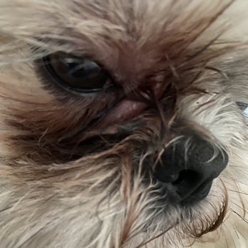 Kilgore Small Animal Hospital Veterinarians 1508 Us Hwy 259 N Kilgore Tx Phone Number