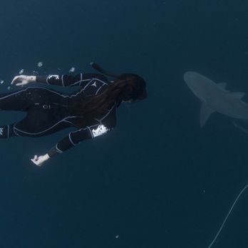 Florida Shark Diving - Diving Near Me - Jupiter, Florida