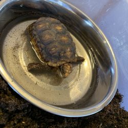 Chicago Reptile House