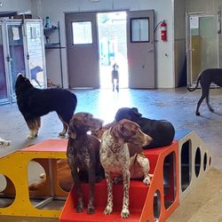 Utah Dog Park Airport