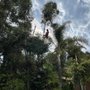 Alonzo's Tree Service