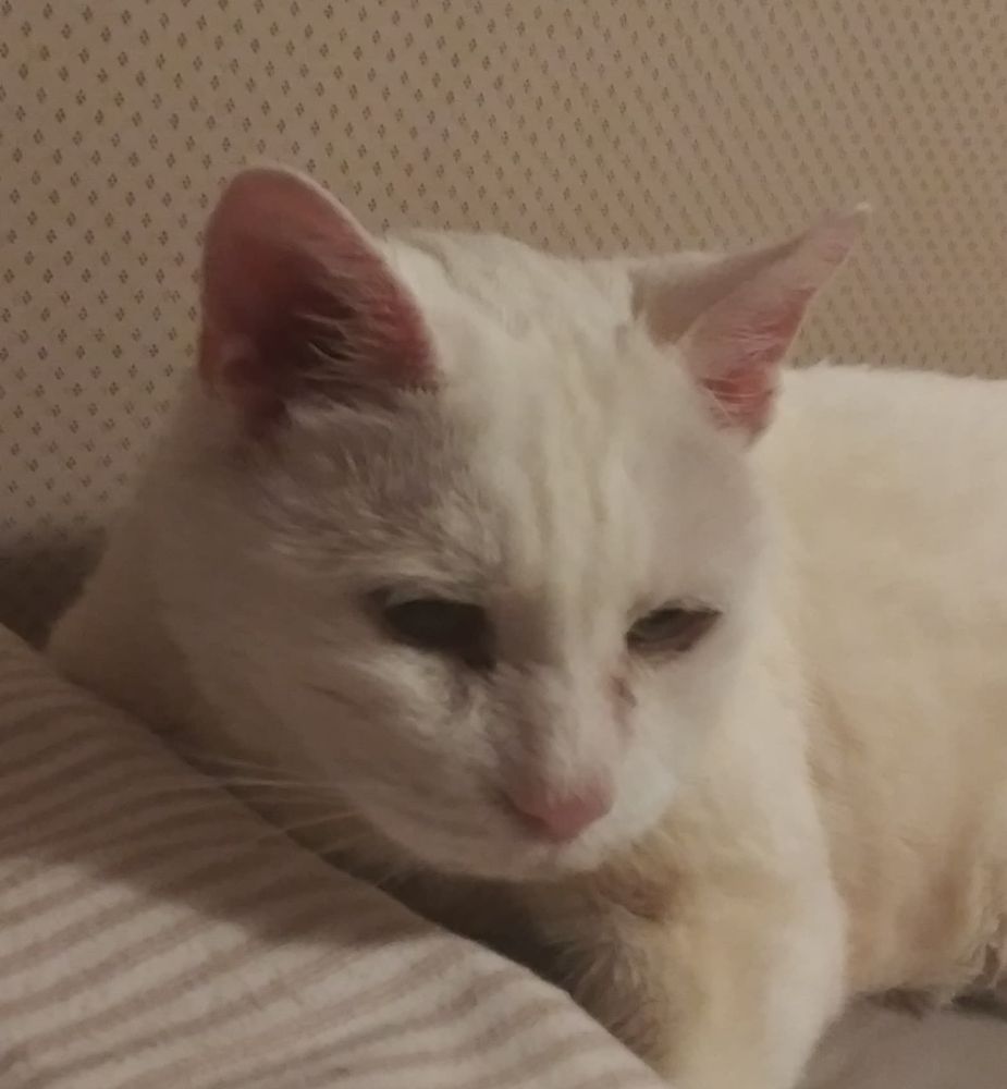 ANGEL VIEW PET CEMETERY AND CREMATORY Updated May 2024 20 Photos