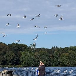 Feeding the birds. Feeding the birds.